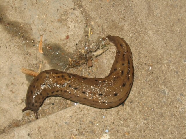 slug.jpg