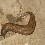 slug.jpg