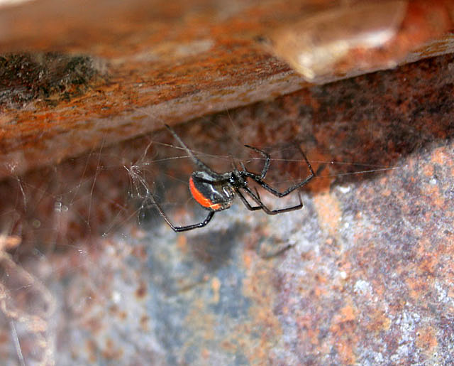 redbackz.jpg