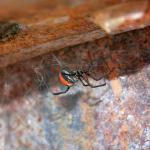 redbackz.jpg