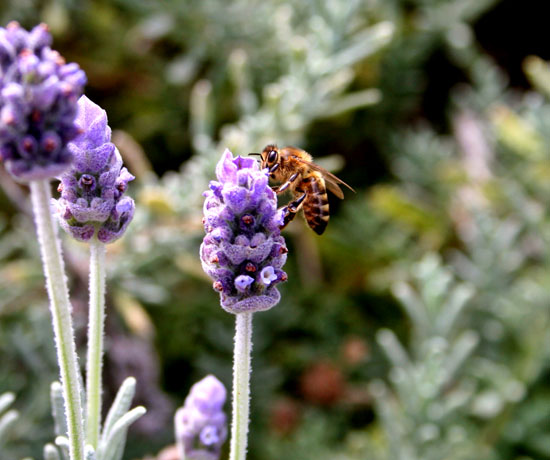 Bee On Lavender