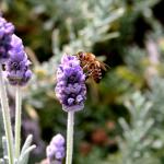 Bee On Lavender