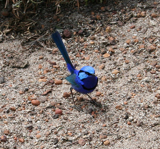 Blue Wren
