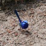 Blue Wren