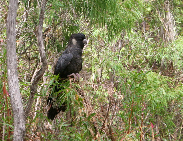 Black Cockatoo
