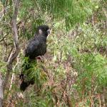 Black Cockatoo