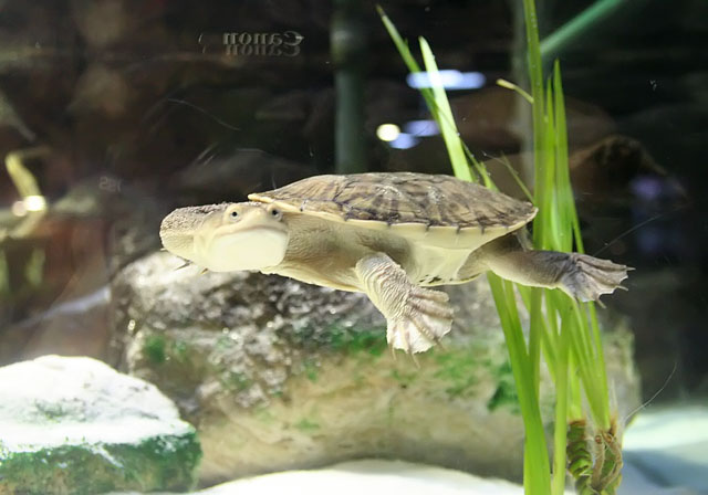 Oblong Tortoise