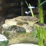 Oblong Tortoise