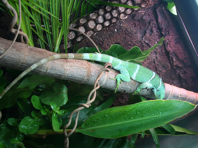 Iguana