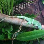 Iguana