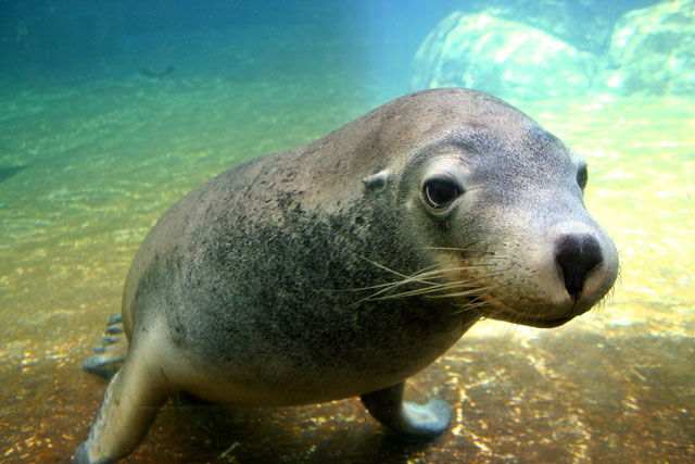 Seal at Aqwa