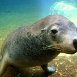 Seal at Aqwa