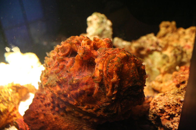 Stonefish