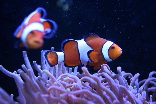 Clownfish