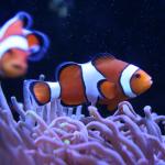 Clownfish