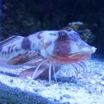 Strange fish
