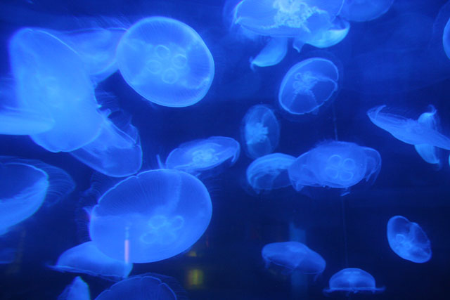 Jellyfish