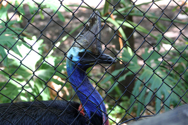 Cassowary
