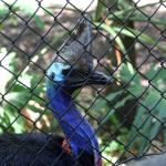 Cassowary