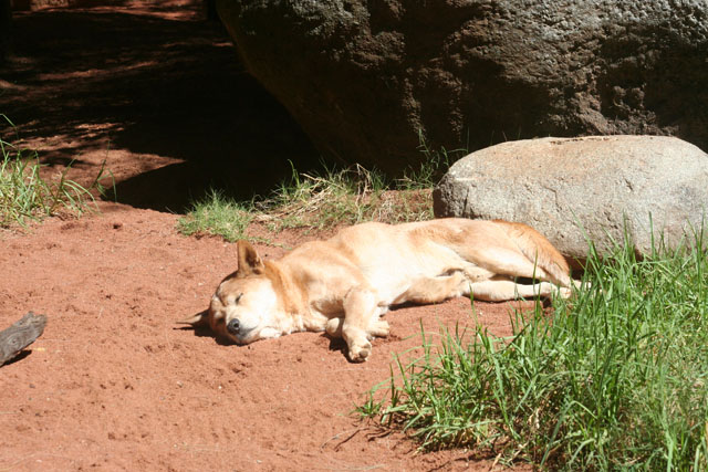 Dingo