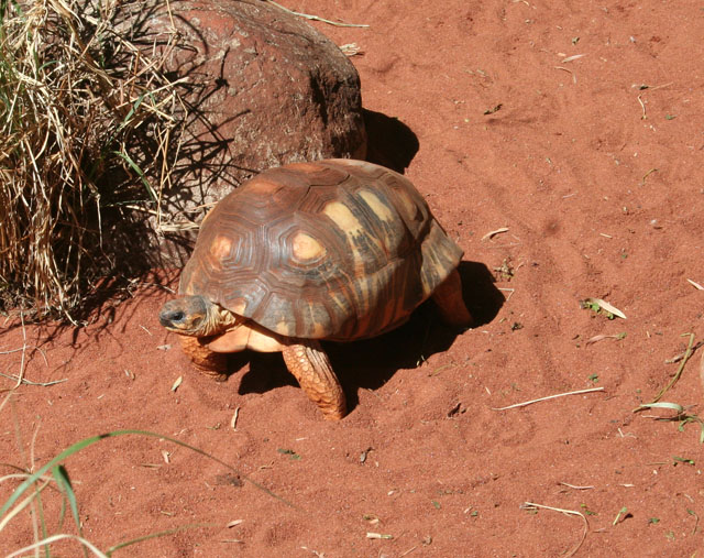 Tortoise