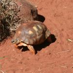 Tortoise