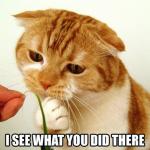 caturday53.jpeg