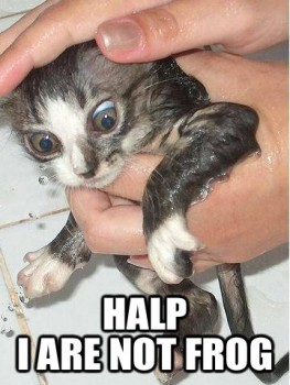 lolcatsdotcomhgjh4slzsuhd3seo.jpg