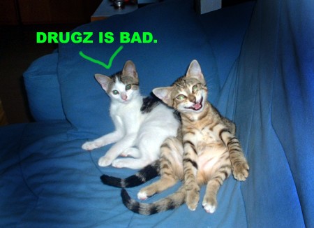 lolcatsdotcomgle0gnixhs4wih22.jpg