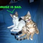 lolcatsdotcomgle0gnixhs4wih22.jpg