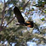 Fauna